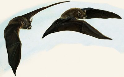 Bats by English School