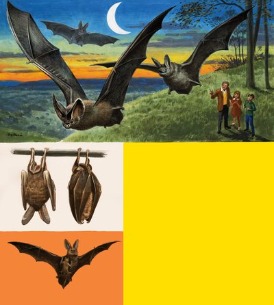 Bats by English School