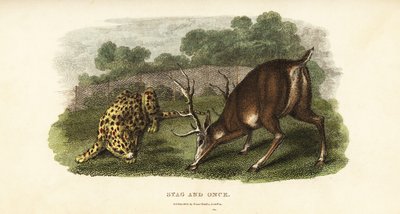 Battle Between a Red Deer Stag and a Hunting Tiger by English School