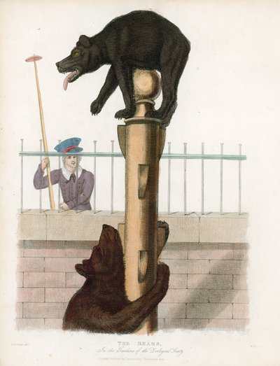 Bear Pit, London Zoological Gardens, Regents Park by English School