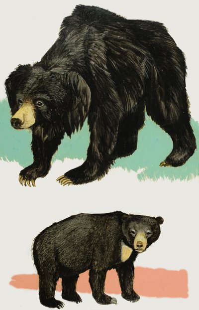 Bears by English School