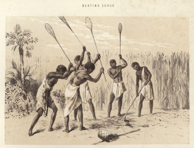 Beating Sorgo by English School