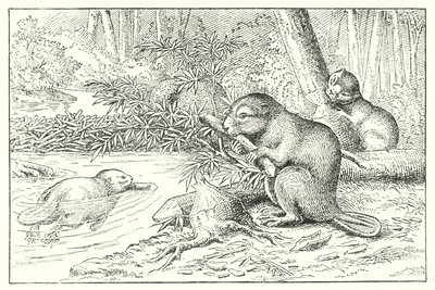 Beavers by English School