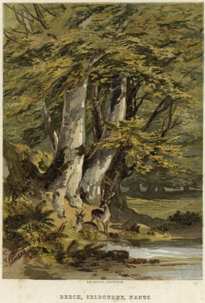 Beech Trees, Near Selborne, Hampshire by English School