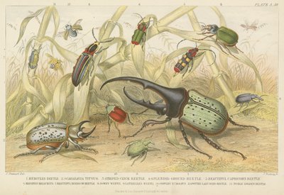 Beetles by English School