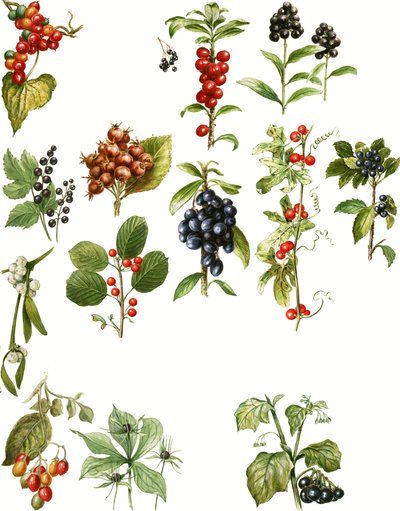 Berries by English School