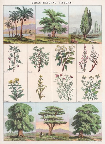 Bible Natural History by English School