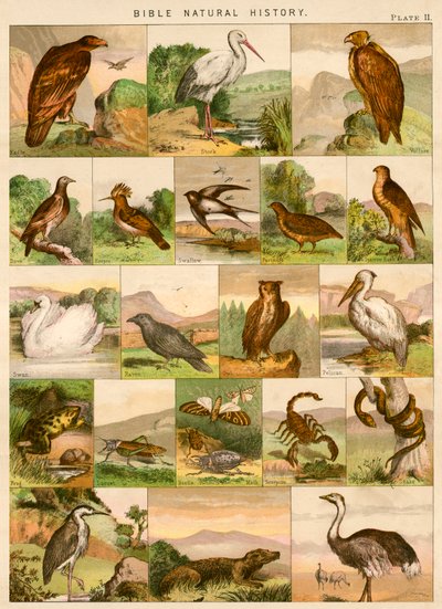 Bible natural history by English School