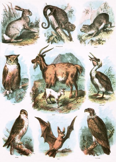 Biblical Illustrations by English School
