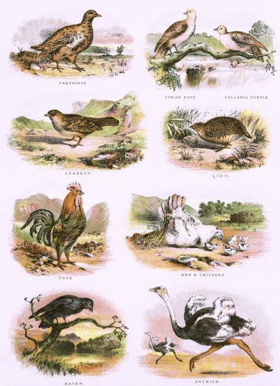 Biblical Natural History by English School