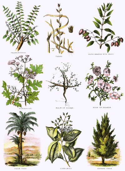 Biblical natural history by English School