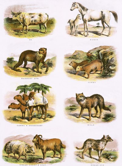 Biblical Natural History by English School