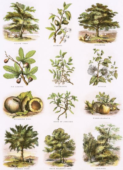 Biblical Natural History by English School