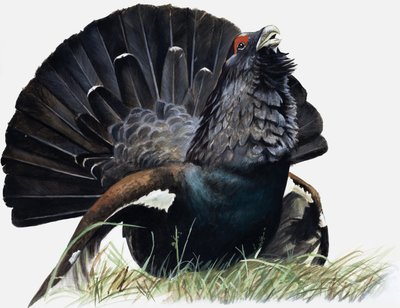Bird by English School