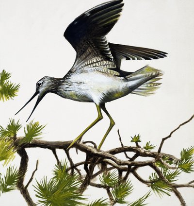 Bird by English School
