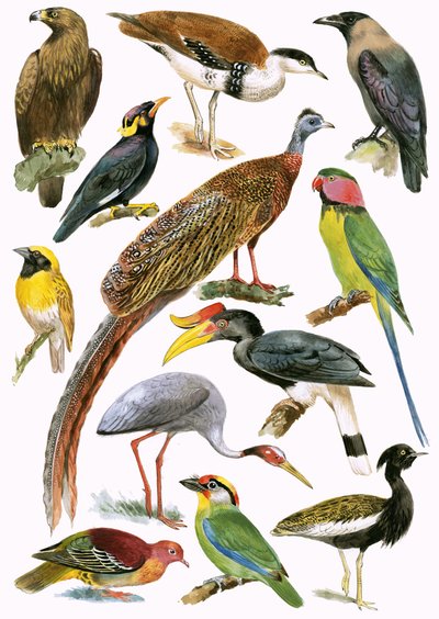 Birds by English School
