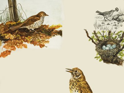 Birds and Bird