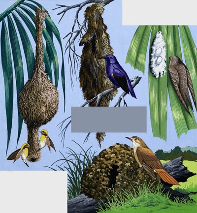 Birds and Their Nests Montage by English School
