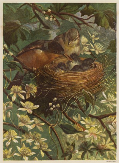 Birds Feeding Their Young in a Nest by English School