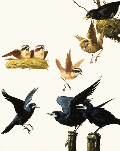 Birds montage by English School