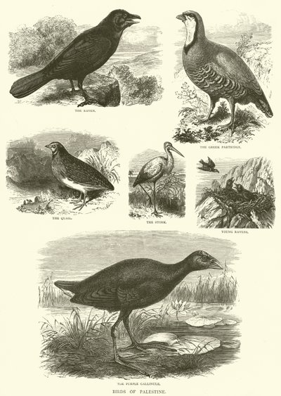 Birds of Palestine by English School