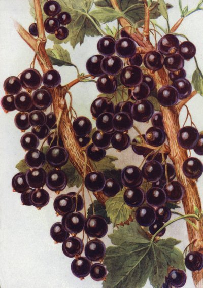 Black Currant 
