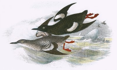 Black Guillemot by English School