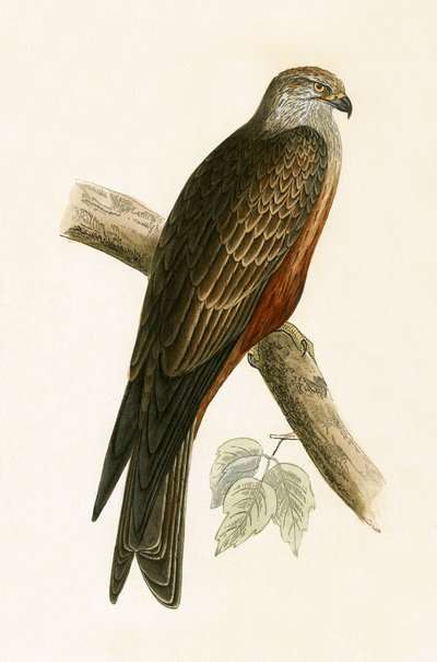 Black Kite, illustration from 