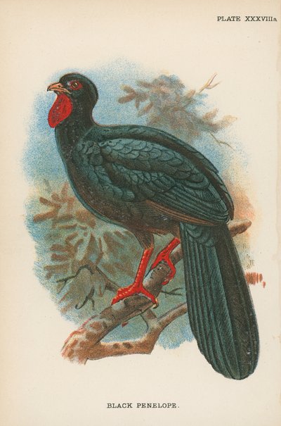 Black Penelope by English School