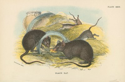 Black Rat by English School