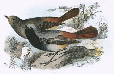 Black Redstart by English School