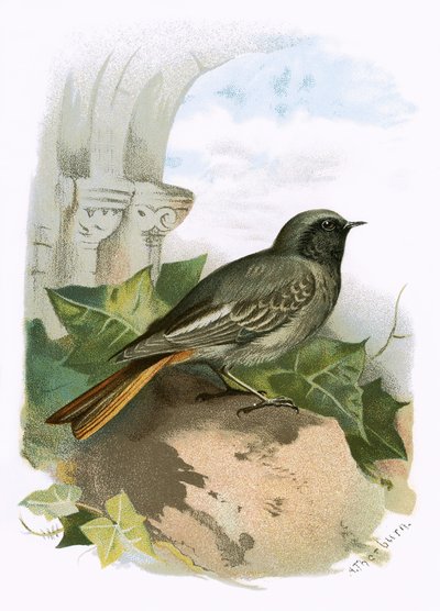 Black Redstart by English School