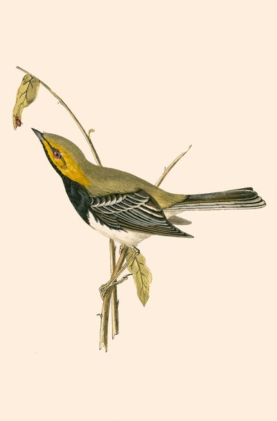Black Throated Warbler, Illustration from 