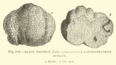 Black Truffle (Tuber Melanospermum); A Subterranean Fungus by English School