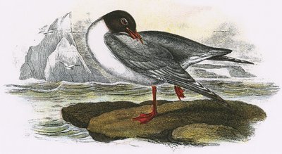 Black-headed Gull by English School
