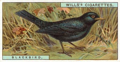 Blackbird by English School