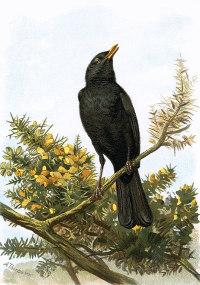 Blackbird by English School