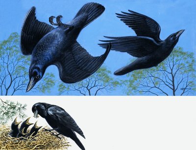 Blackbirds by English School