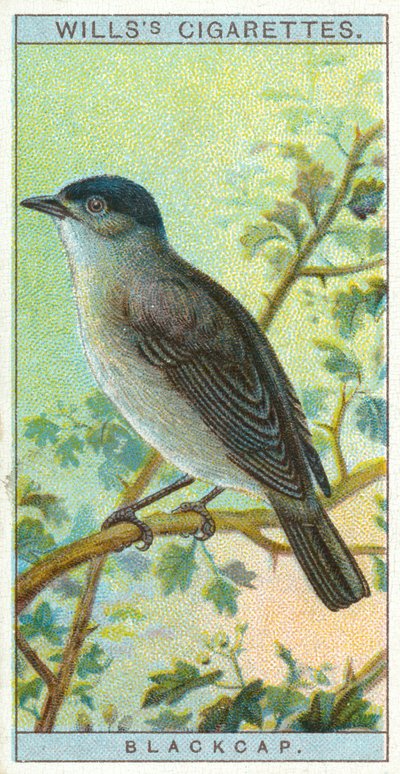 Blackcap by English School