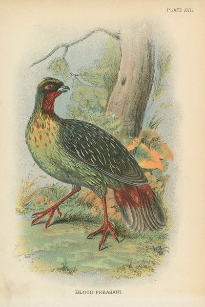 Blood-Pheasant by English School
