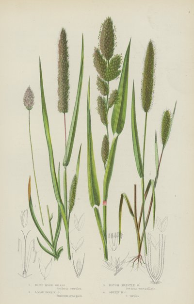 Blue Moor Grass, Loose Panick Grass, Rough Bristle Grass, Green Bristle Grass by English School