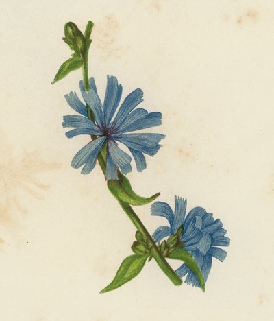 Blue Succory, Cichorium Intybus by English School