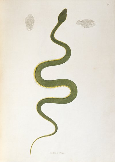 Bodroo Pam Snake from An Account of Indian Serpents collected from the Coast of Coromandel by Patrick Russell, London, 1796 by English School