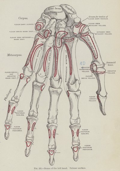 Bones of the left hand, Palmar surface by English School