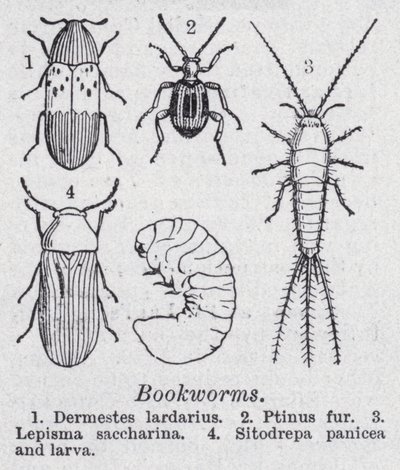 Bookworms by English School
