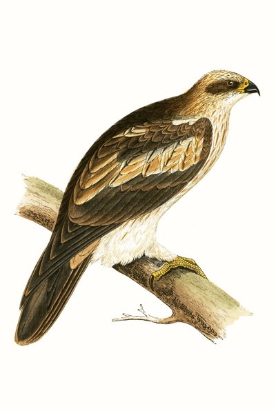 Booted Eagle by English School