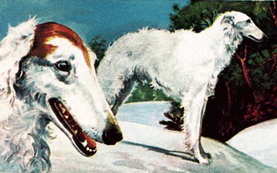 Borzoi by English School