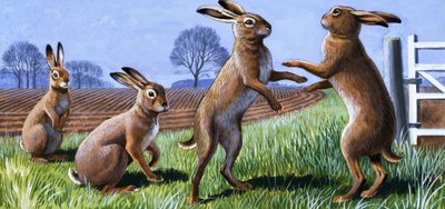 Boxing Hares by English School