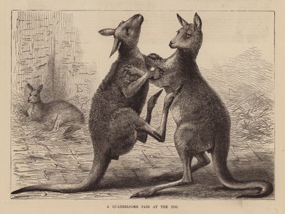Boxing kangaroos at a zoo by English School