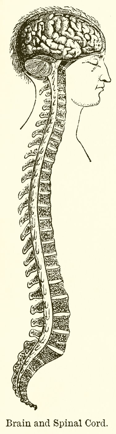 Brain and Spinal Cord by English School